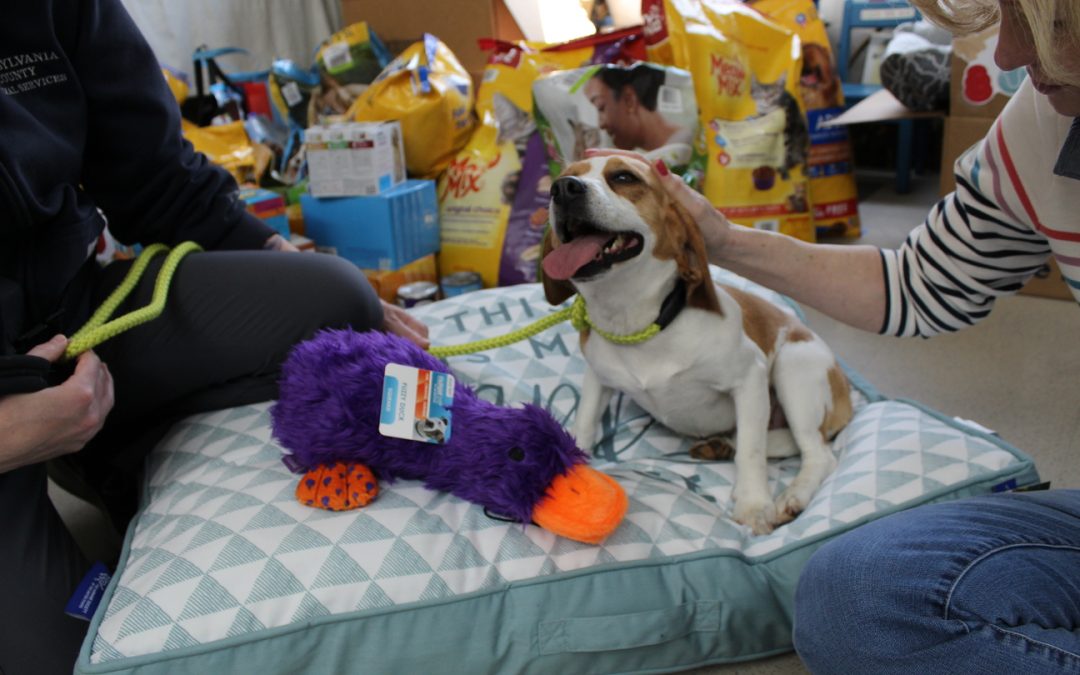 A ‘PAW’-fect donation drive benefiting the shelter animals.