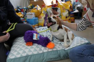 A ‘PAW’-fect donation drive benefiting the shelter animals.